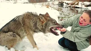 Podemos tener un lobo como mascota